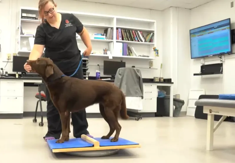 Canine rehabilitation